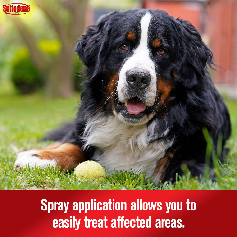 21-56954d-sd-hotspotitchreliefspray-dog-amazon-atf-image04-m2