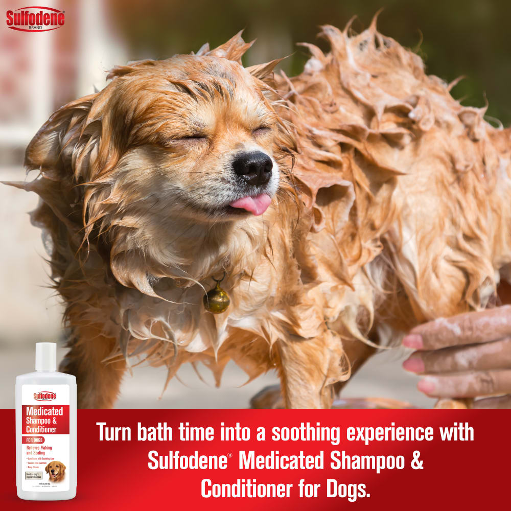 sd090922-medicatedshampooconditioner-dogs-12oz-pdp-image